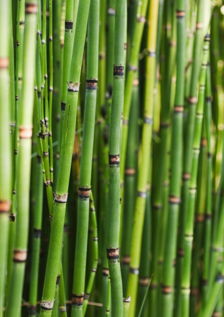Ausschnitt von Bambuspflanzen