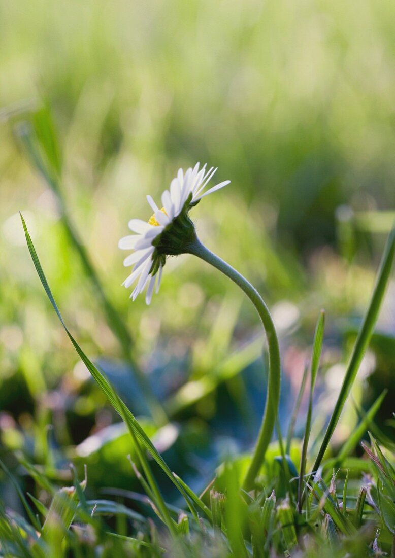 Daisy growing in grass