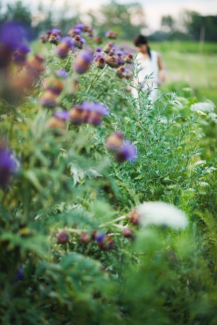 Young woman in garden in blurred mid distance, focus on thistle flowers