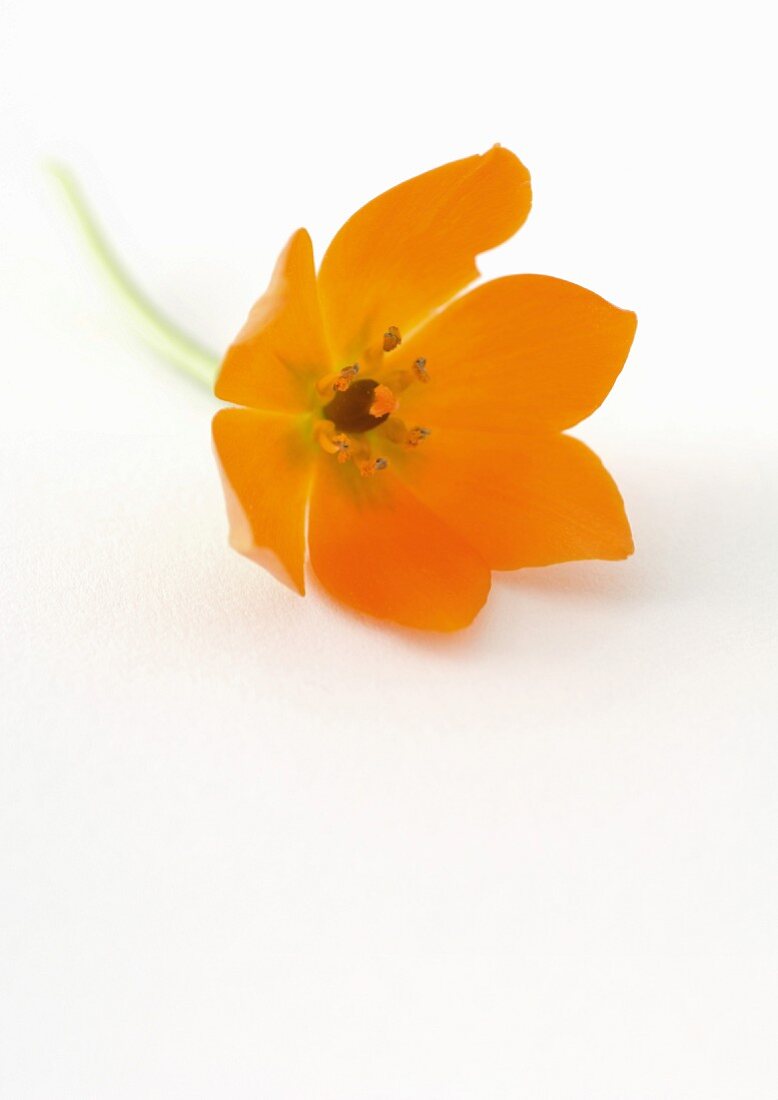 Eine orangefarbene Blüte