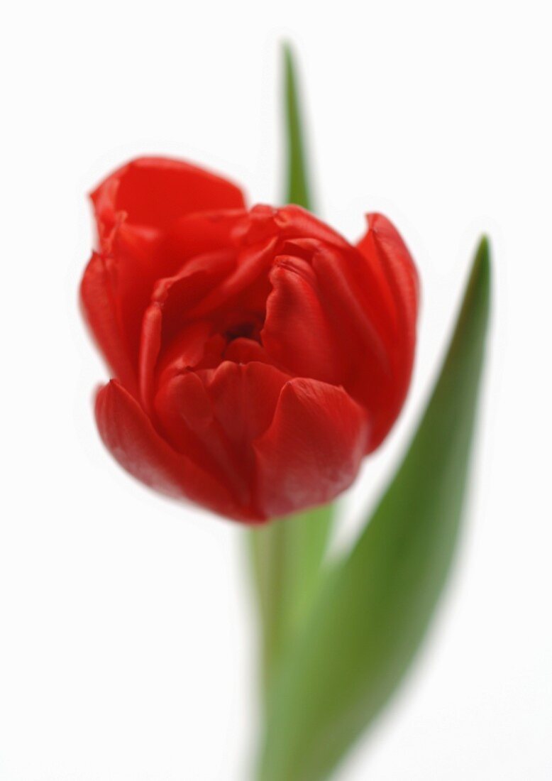 Eine rote Tulpe