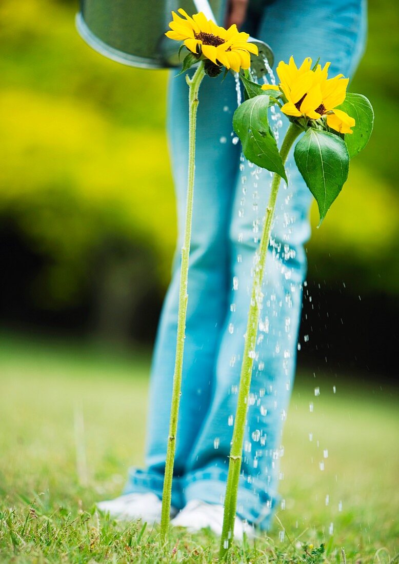 Person watering sunflowers