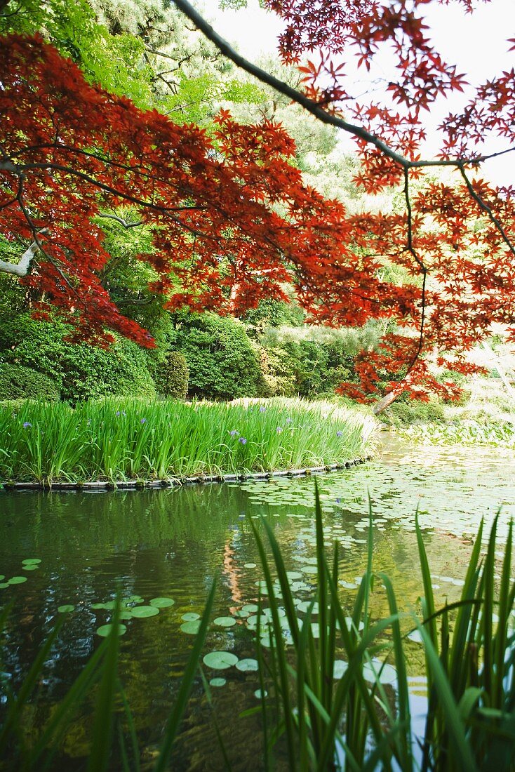Japanese maple foliage and lily pond