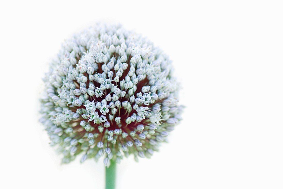 Allium, close-up