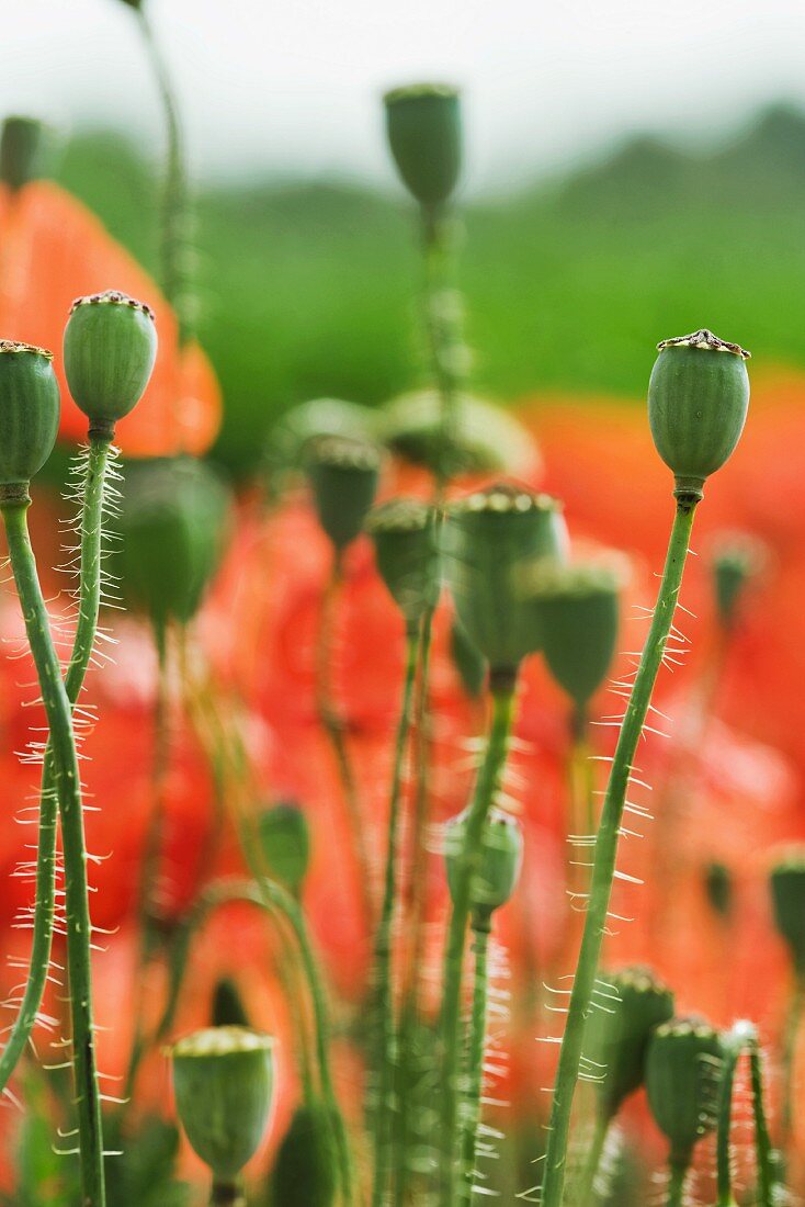 Poppy seed pods in field, close-up