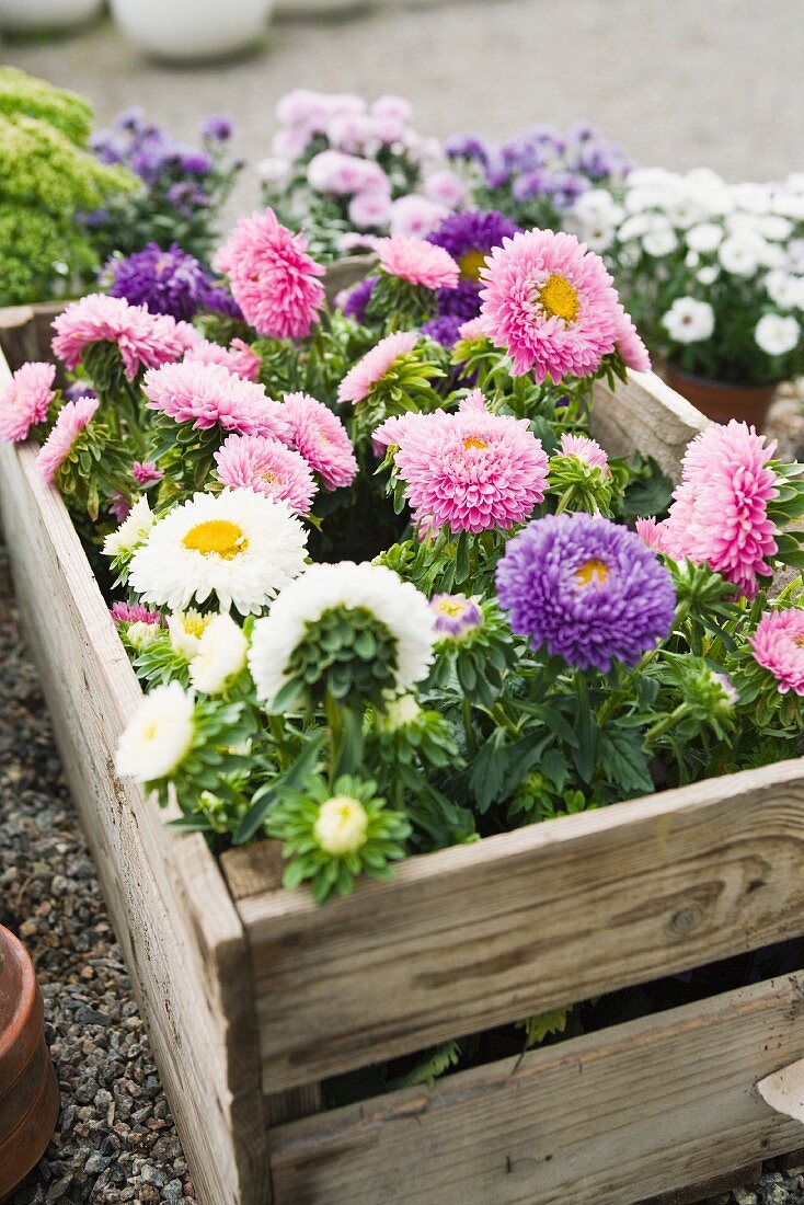 Verschiedenfarbige Chrysanthemen in der Holzkiste