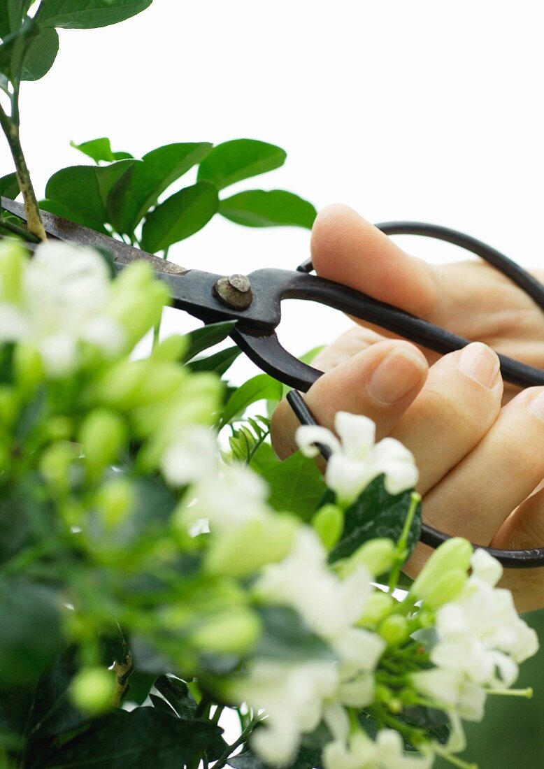 Hand pruning jasmine plant with scissors