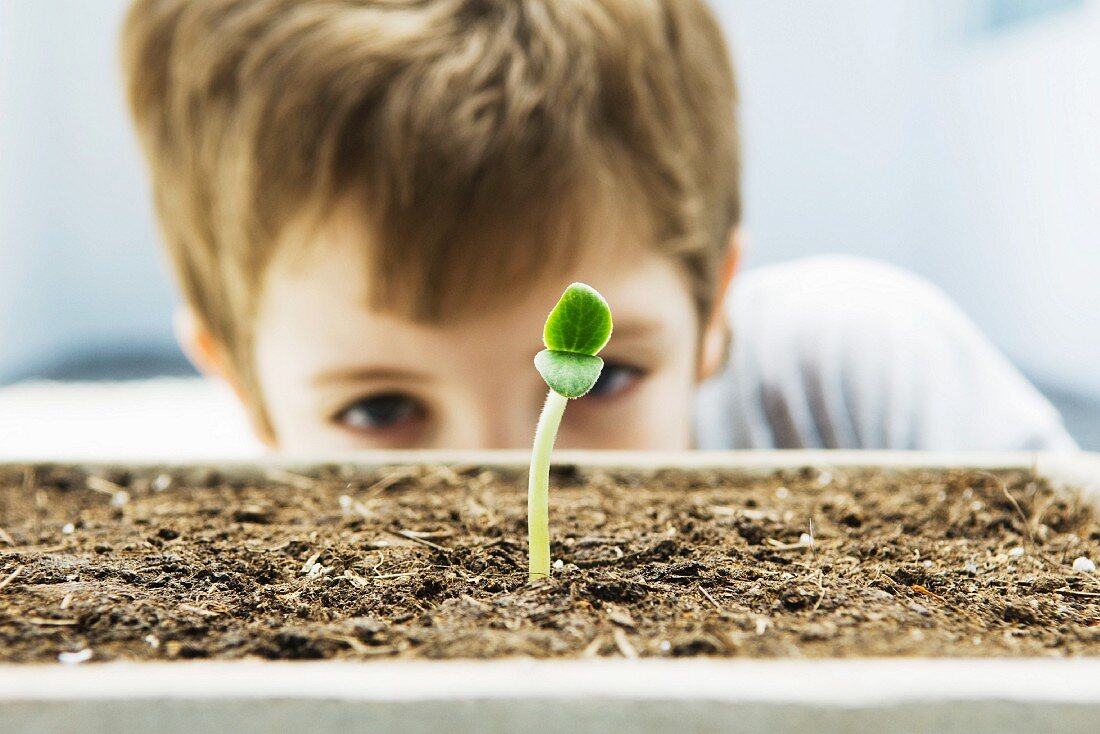 Boy looking at seedling, cropped view