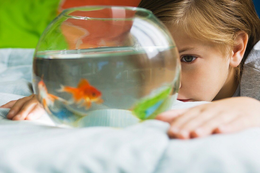 Kind betrachtet Aquarium mit Goldfisch