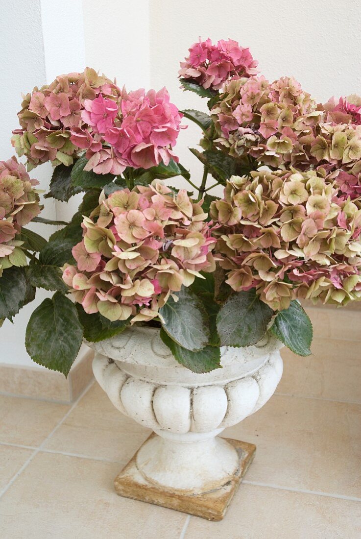 Pink hydrangeas in antique Greek-style stone vase