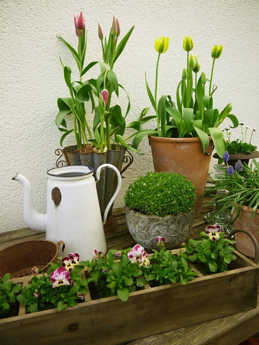 Various spring flowers in pots & window box