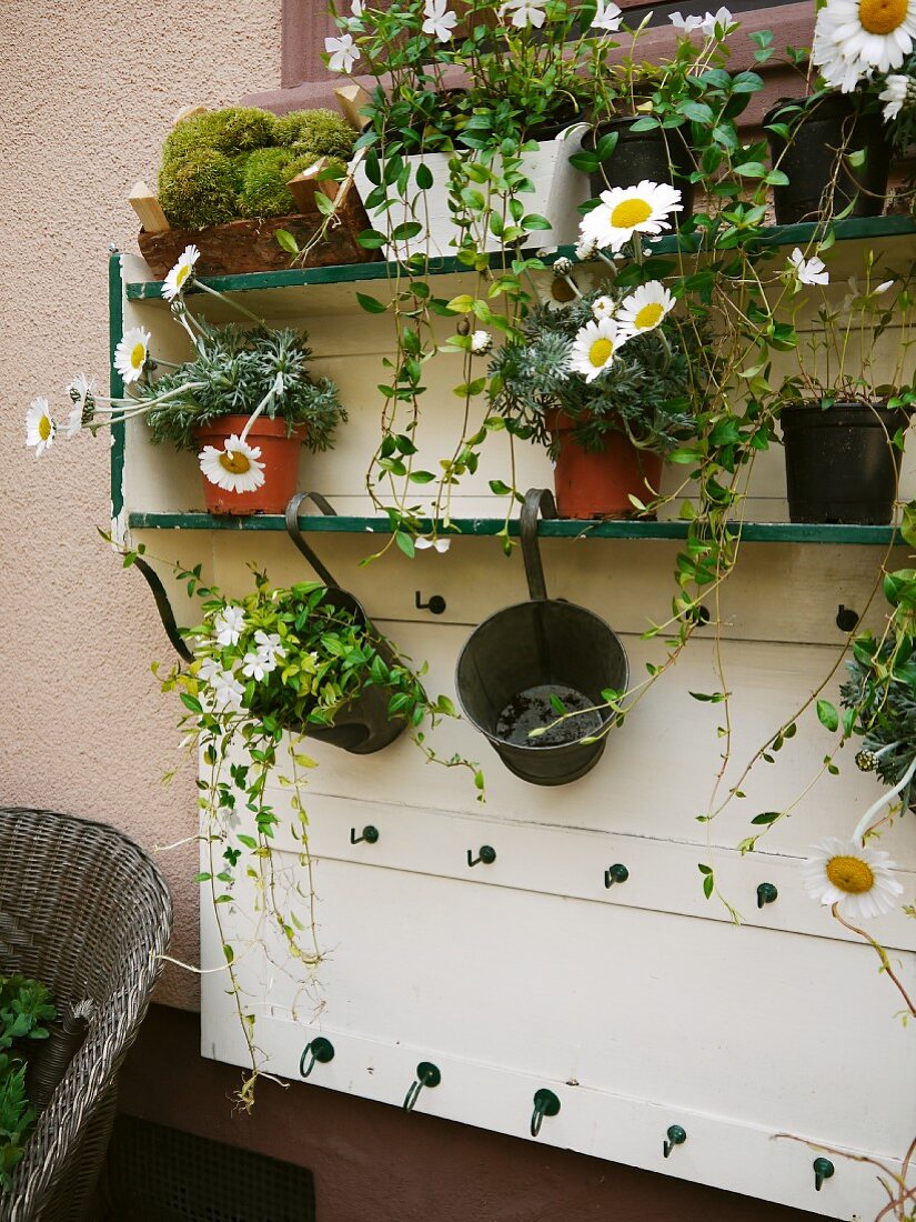 Wall-mounted shelving holding various potted plants
