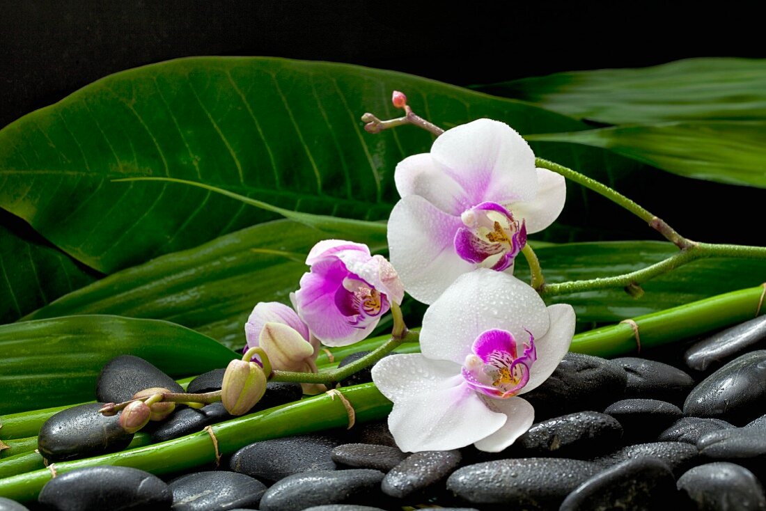 Orchideen-Stengel auf dunklen Kieseln, Bambusrohr und Blätterdeko