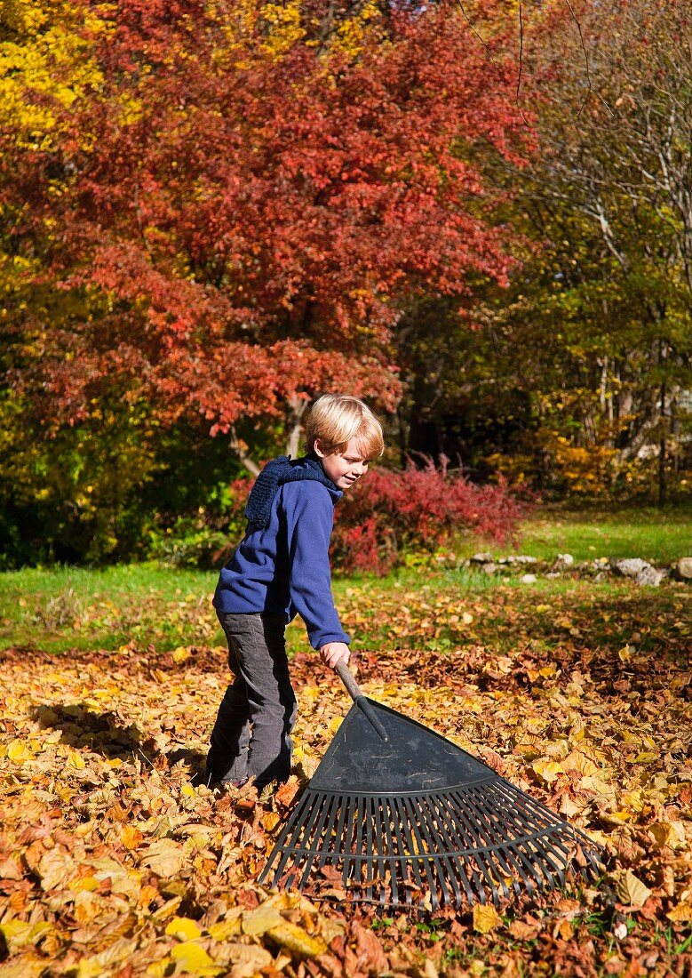 Little boy raking up fallen autumn leaves