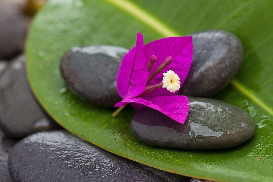 Bougainvillea-Blüte auf nassen, dunklen Kieselsteinen