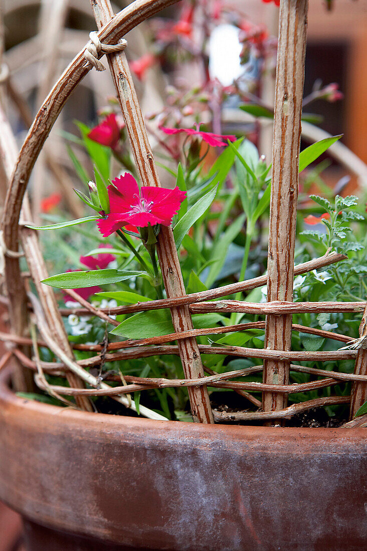 Flowering plants in terracotta pot with wicker hurdle as trellis