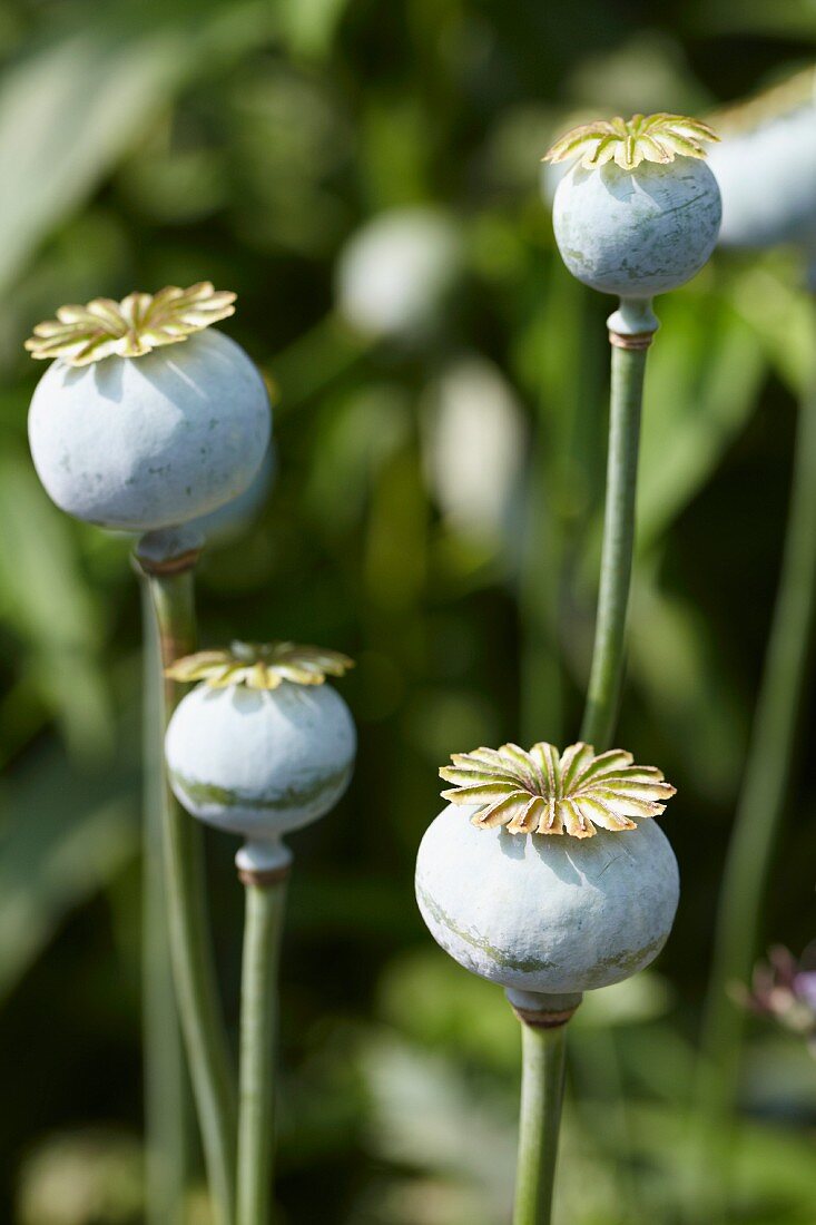 Several poppy seed heads (Papaver) in garden