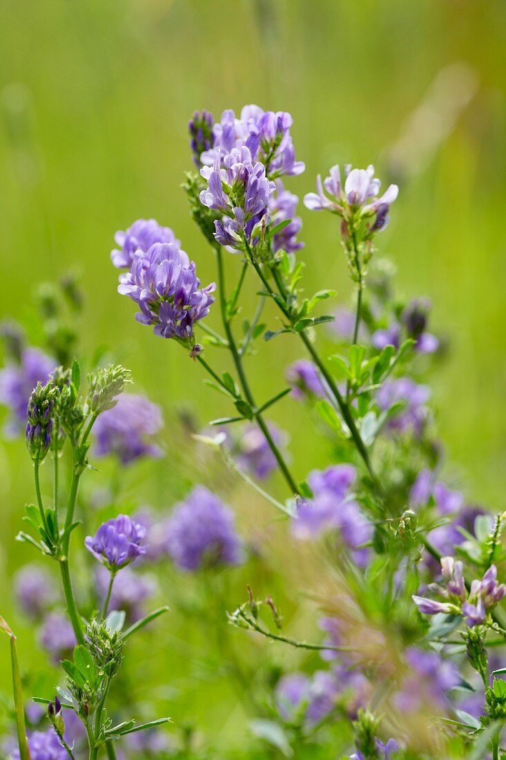 Blühender Klee (Trifolium)