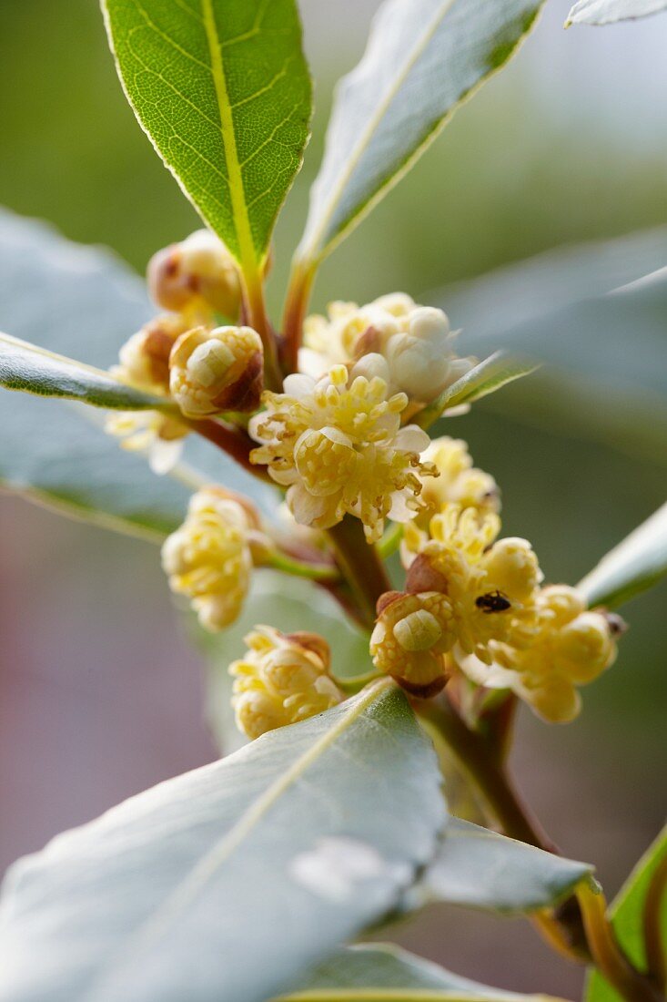 Blühender Echter Lorbeer (Laurus nobilis)