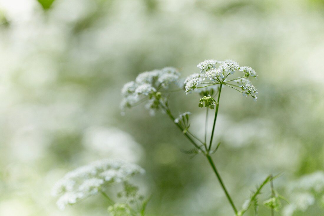 Blühender Wiesenkerbel (Anthriscus sylvestris)