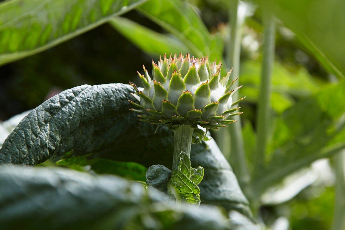 Artischockenpflanze (Cynara cardunculus)