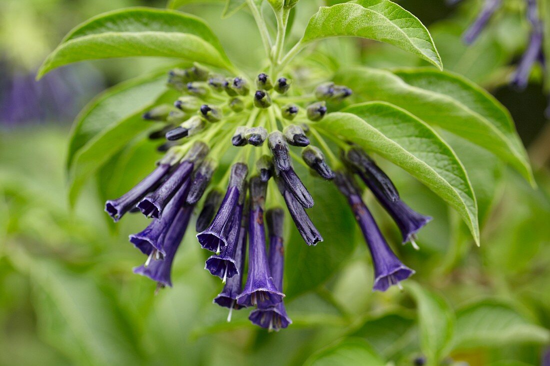 Blauer Veilchenstrauch (Iochroma cyaneum)