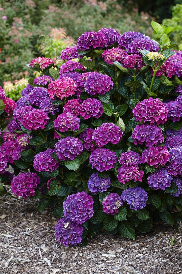 Purple hydrangea shrub