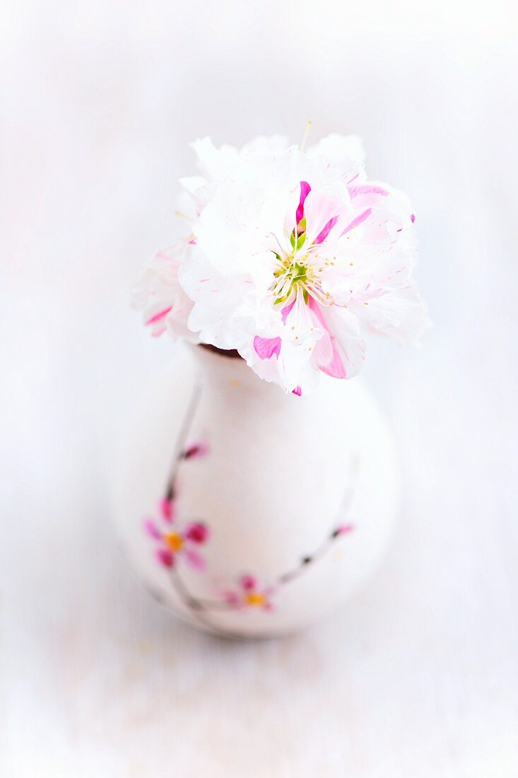 Japanische Kirschblüten in kleiner Vase