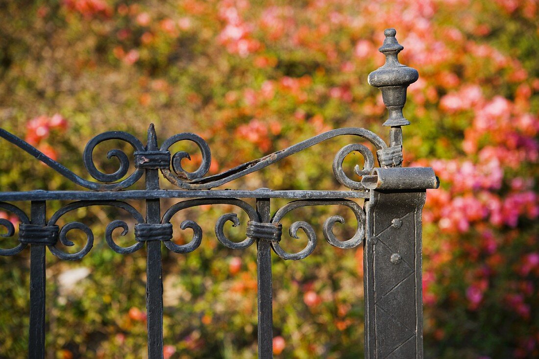 Detail cast iron gate in front of flowers