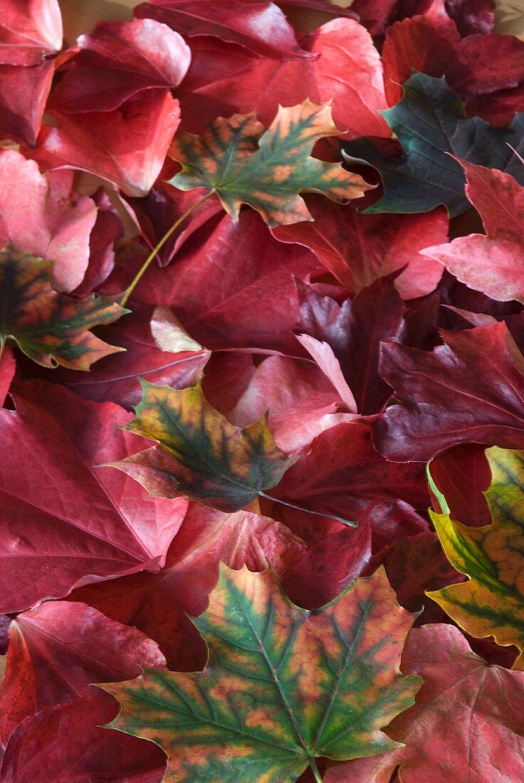 Herbstliche Blätter (bildfüllend)