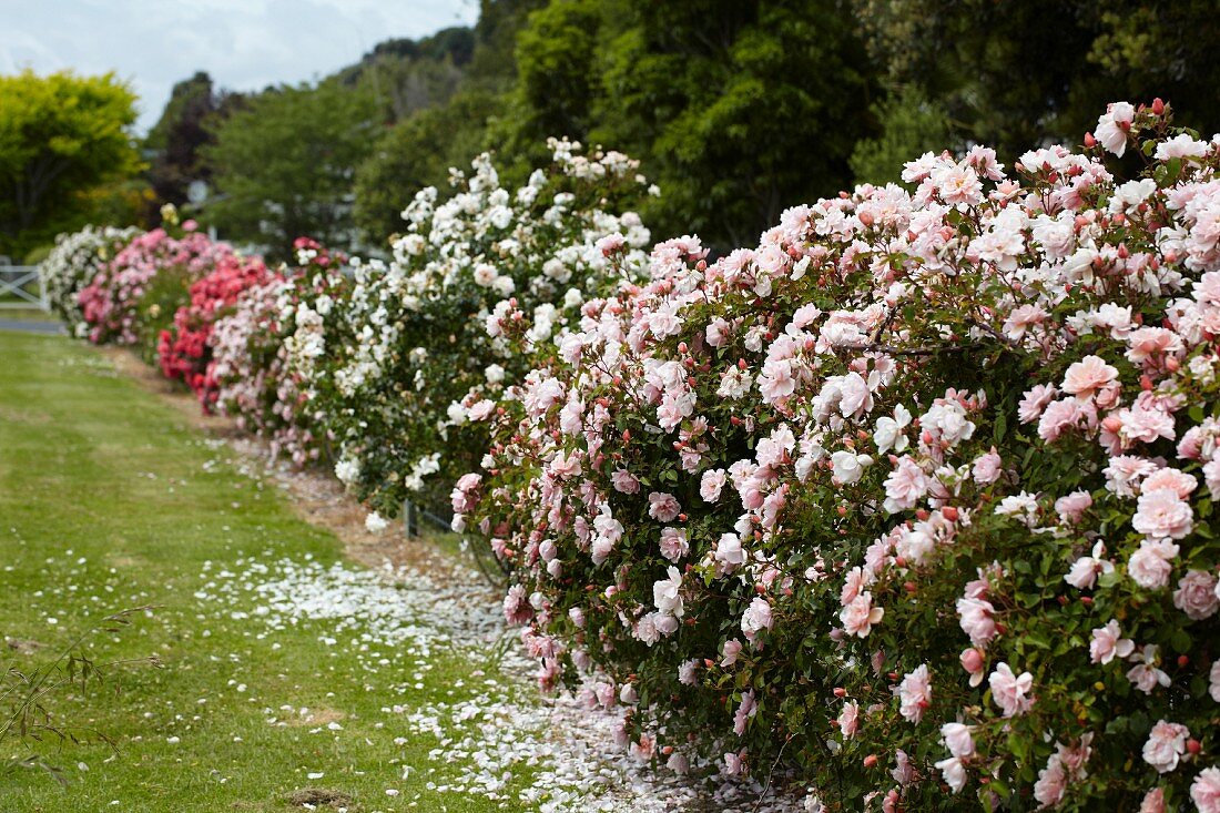 Blühende Rosenbüsche in Gartenanlage