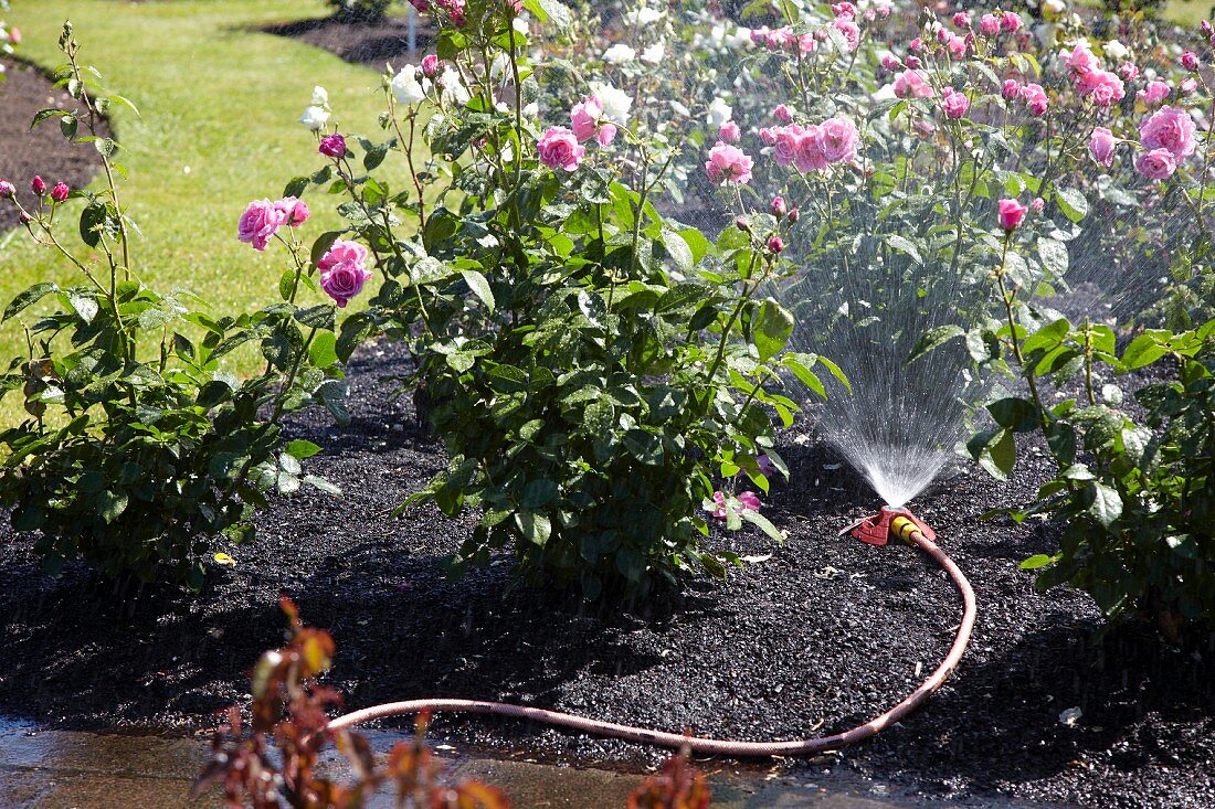 A sprinkler between rose bushes