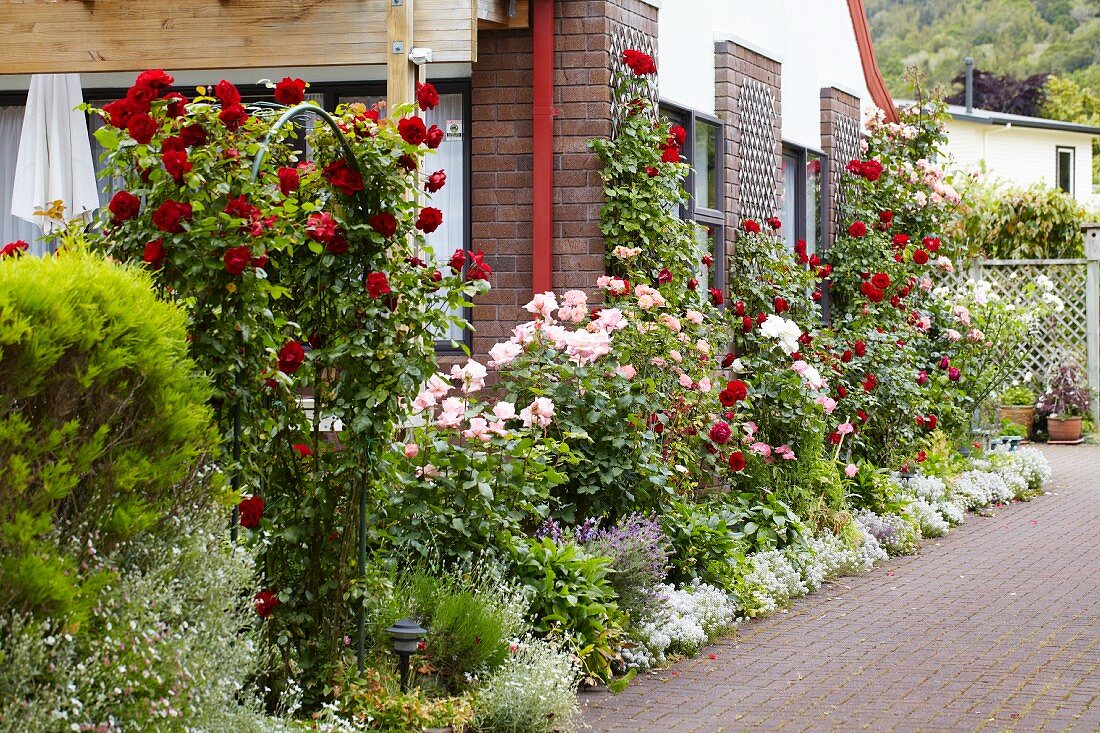 Blühende Rosenbüsche im Vorgarten eines Wohnhauses