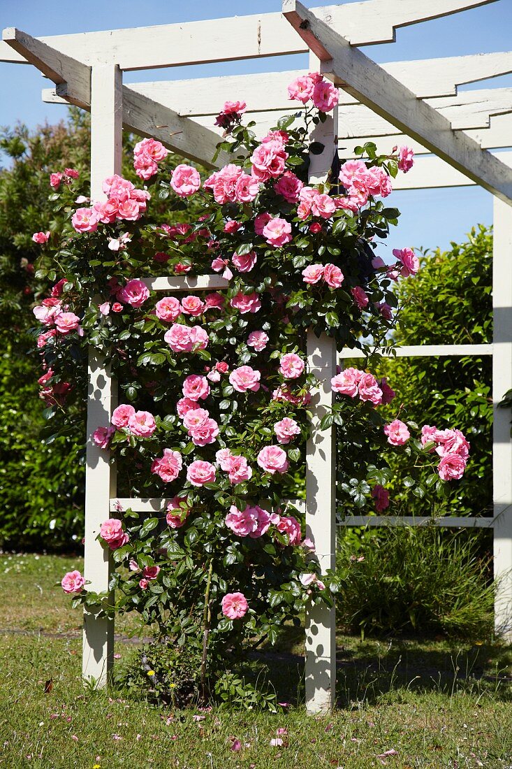 Flowering climbing rose on wooden pergola