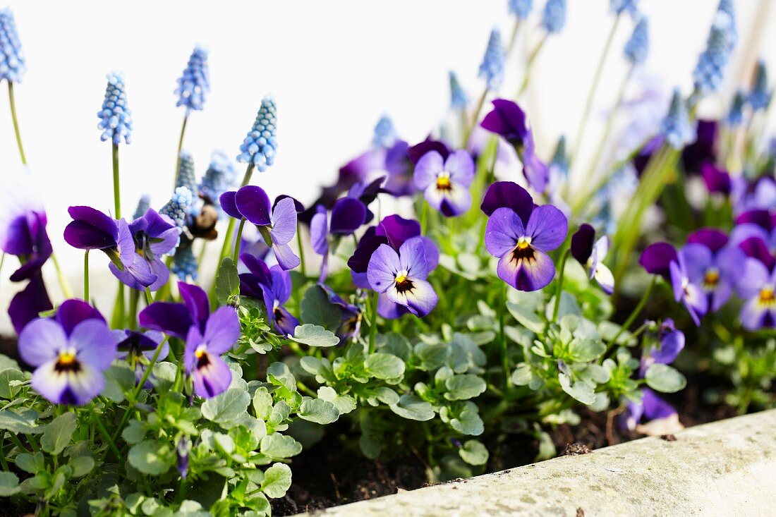 Bed of violas and grape hyacinths
