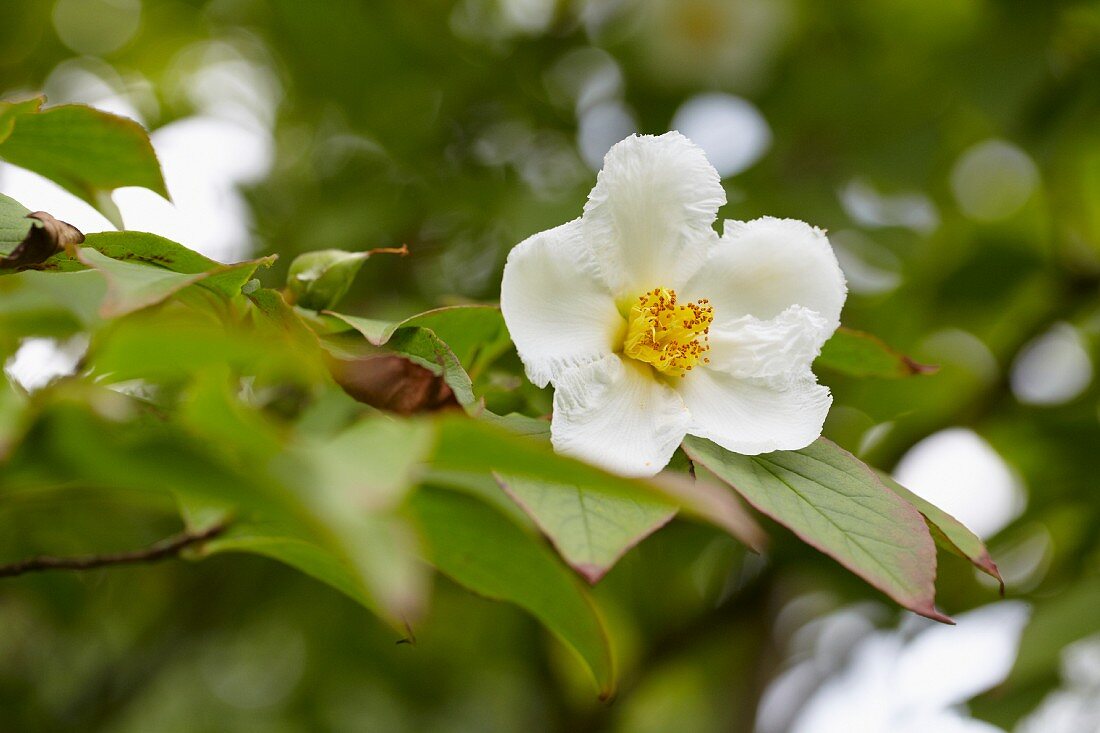 Flowering Summer camellia (Stewartia)