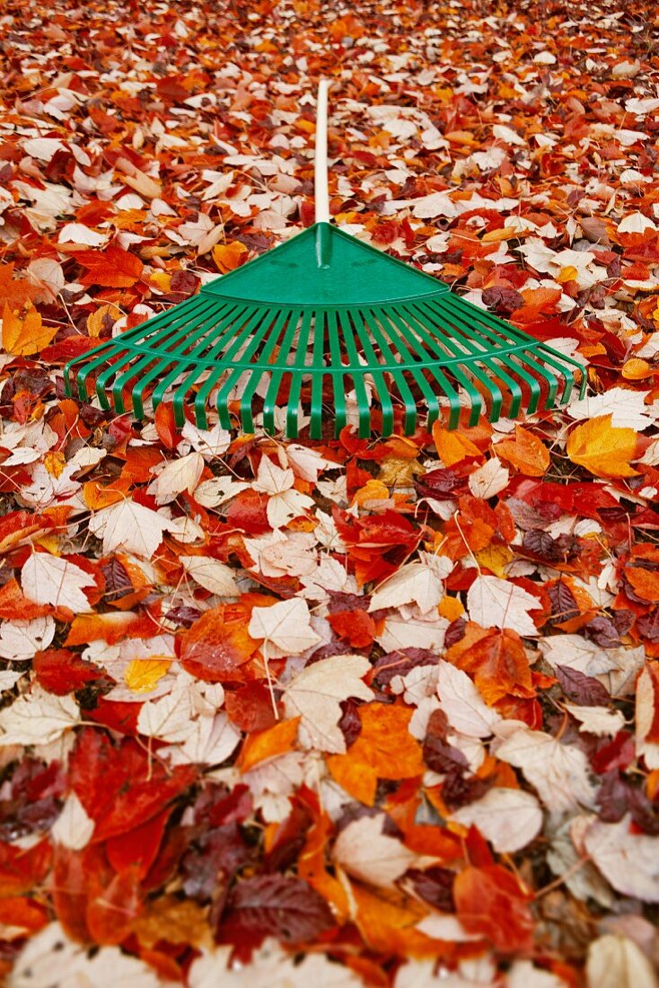 A garden rake on a bed of autumnal leaves