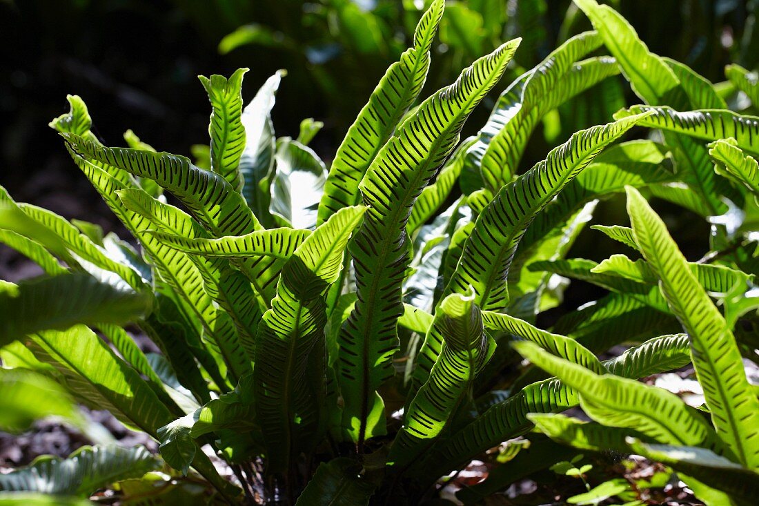 Hart's tongue fern (Asplenium scolopendrium)