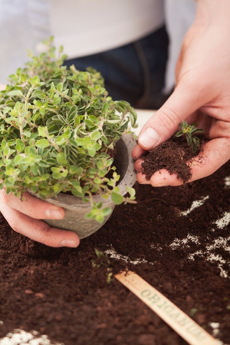 Oregano being planted in a plant pot