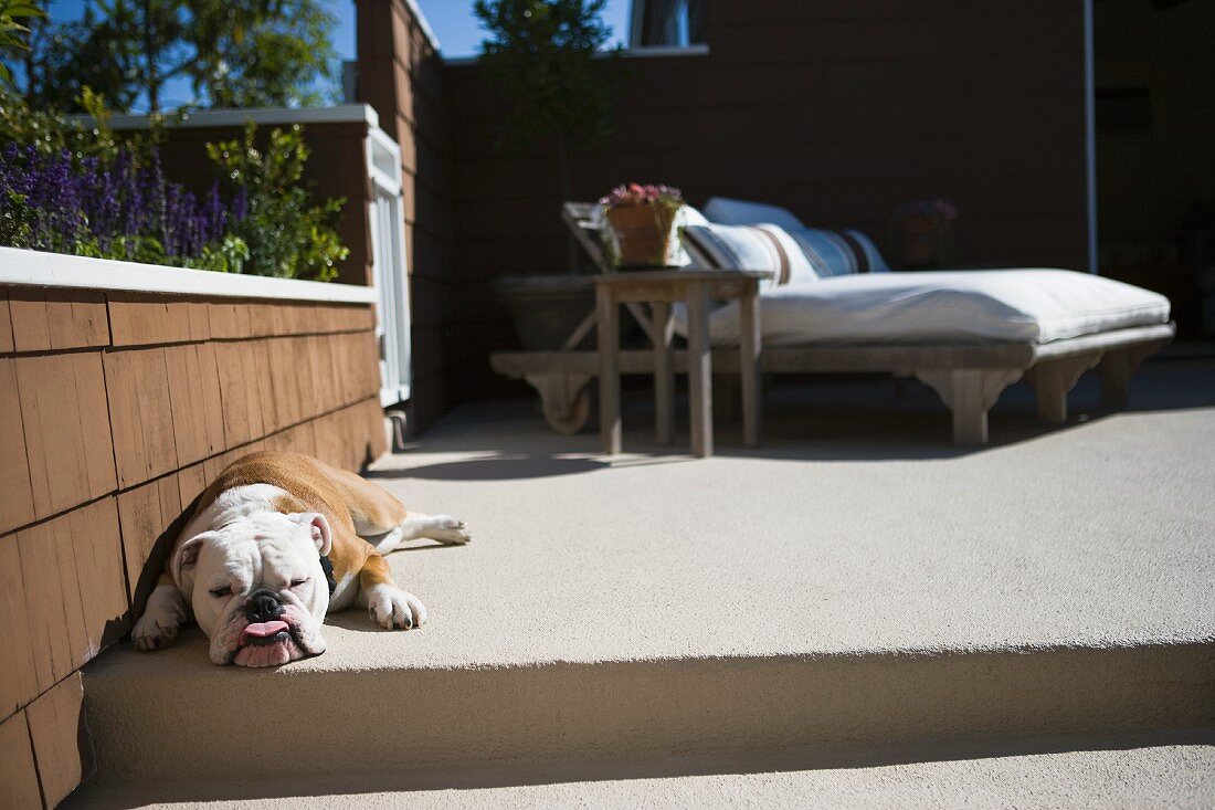 Hund auf Terrasssenboden vor niedriger Mauer und Outdoor Liegebett