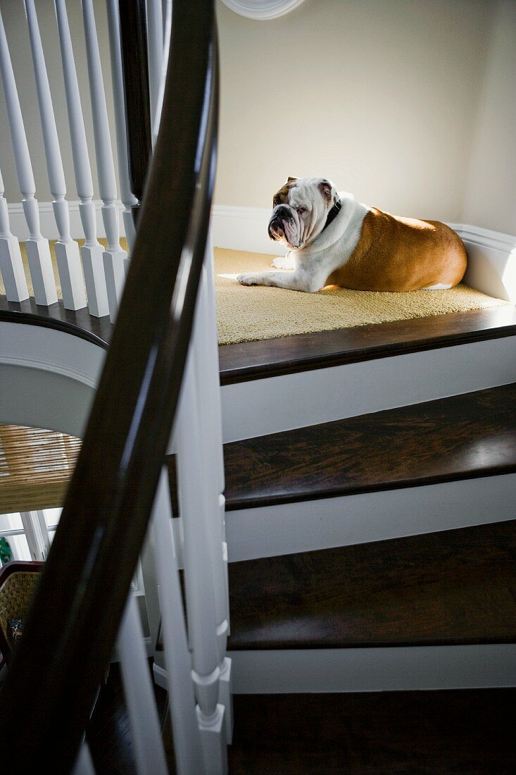 Hund liegt auf Podest einer geschwungenen Treppe mit dunklen Holzstufen und weißem Geländer