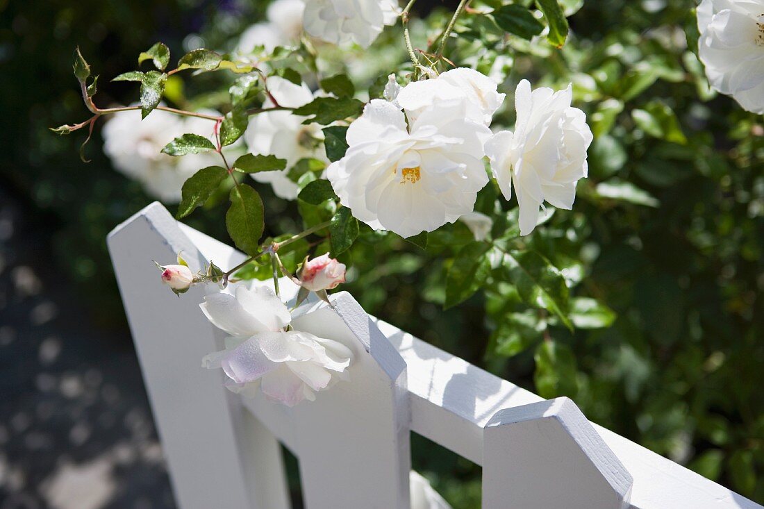 Ausschnitt - weisser Rosenbusch hinter weiss lackiertem Gartentor