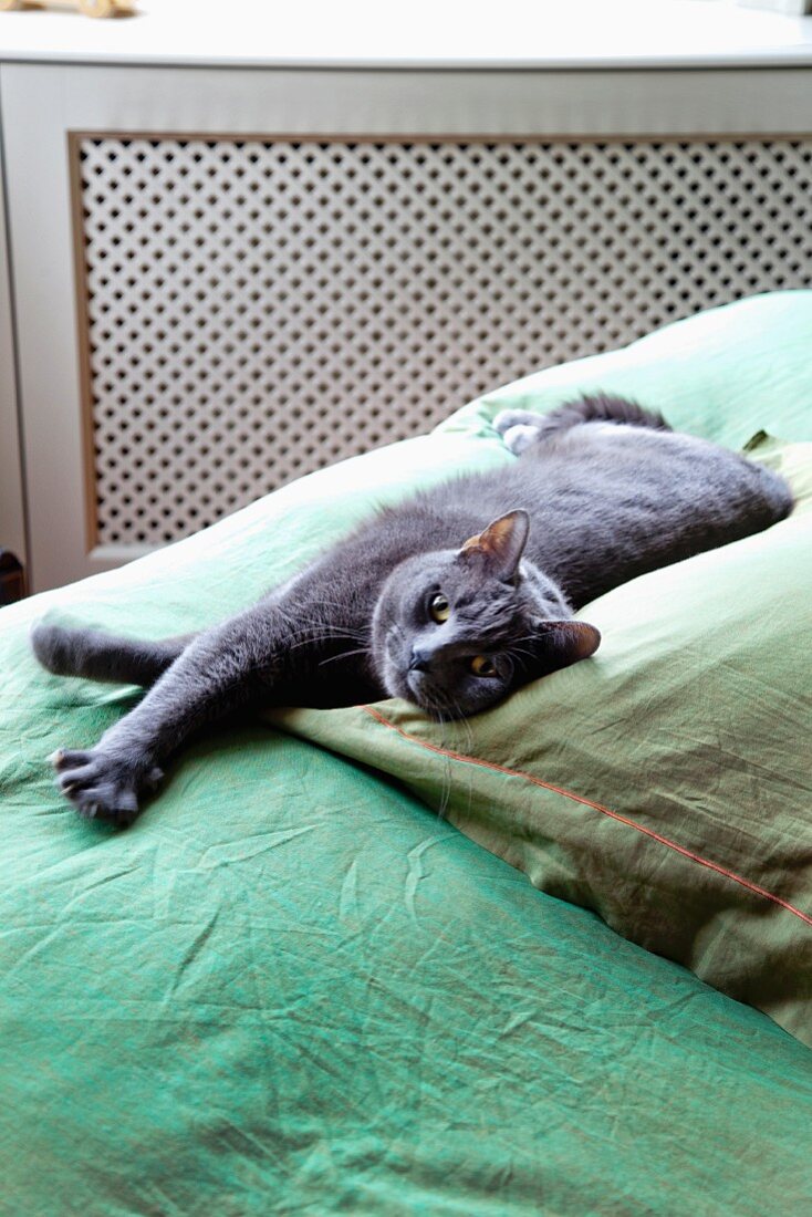 Grey cat lying on green bedspread