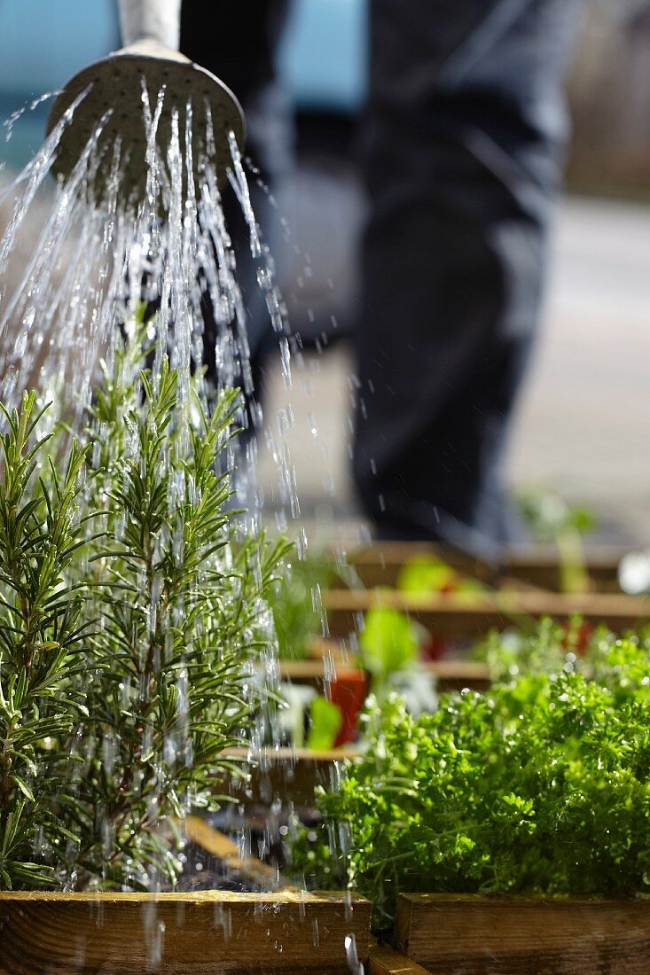 A man watering rosemary in a raised flower bed