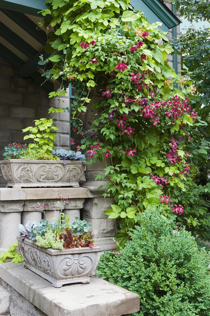 Hausfassade mit blühender Kletterpflanze und Steinvasen