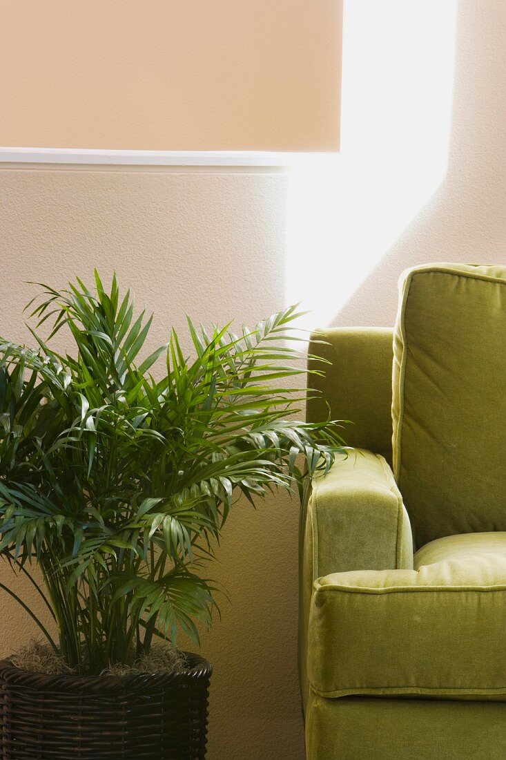 Green Arm Chair and Potted Plant