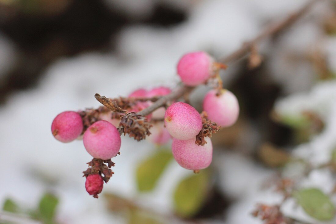 Rosa gefärbte Schneebeeren am Zweig