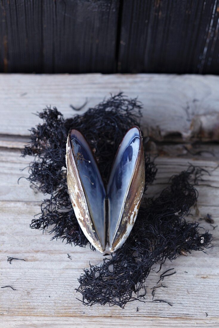 A mussel on dried black seaweed as a maritime decoration