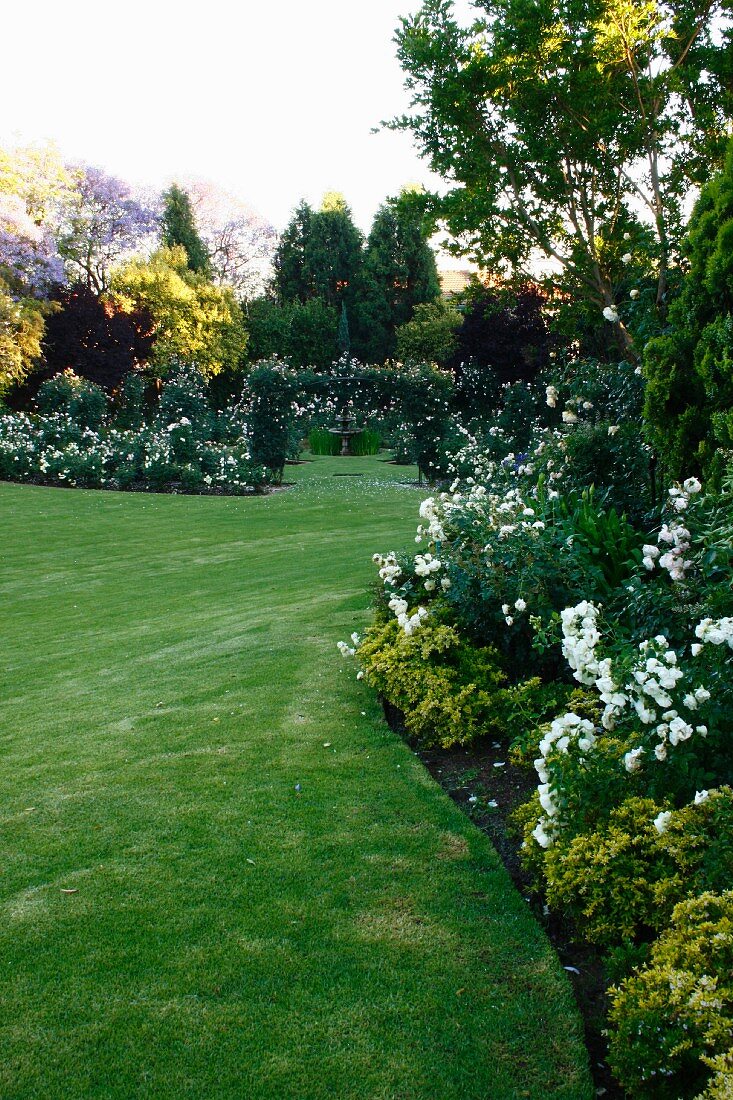 Dense, well-tended lawn in large garden with white roses and shrubs in curved flowerbeds
