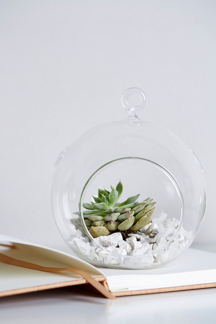 Glas mit Steinen und Pflanze als Deko